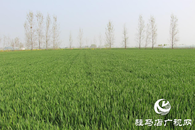 驻马店市农技植保站：加强小麦中后期管理 确保夏粮丰收