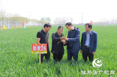 驻马店市农技植保站：加强小麦中后期管理 确保夏粮丰收