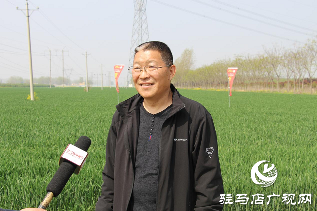 驻马店市农技植保站：加强小麦中后期管理 确保夏粮丰收