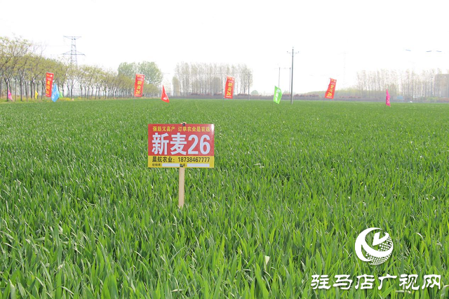 驻马店市农技植保站：加强小麦中后期管理 确保夏粮丰收