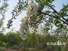 驻马店驿城区：满山槐花飘芬芳