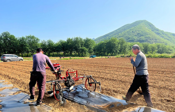 百亩中药材菊花种植 特色产业助农增收