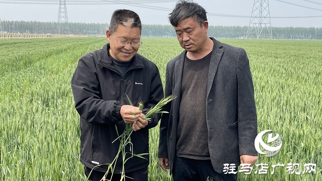 驻马店市小麦重大病虫害统防统治现场会相继召开