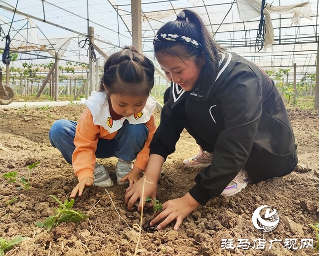 遂平杰美庄园：认养早春西瓜 见证小生命成长