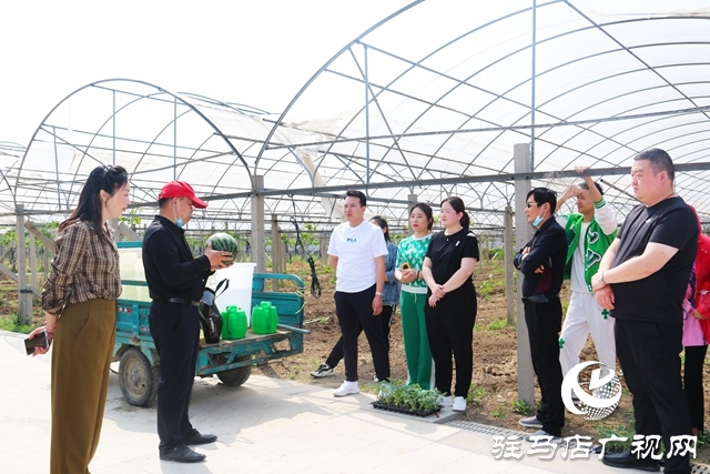 遂平杰美庄园：认养早春西瓜 见证小生命成长