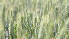 夏天要来了，立夏时节的专属农事、美食知多少？