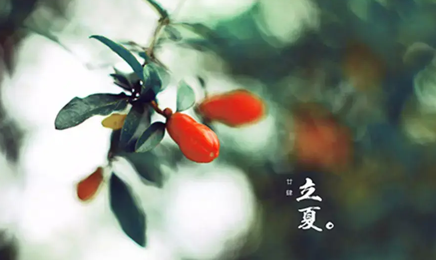 今日立夏｜灿若夏花 炙如初见