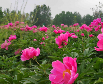 小芍药里好“钱”景