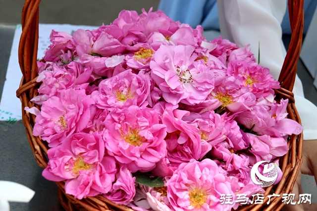 确山石滚河镇:小药草铺就乡村振兴“富民路”