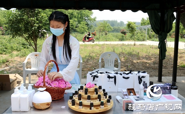 确山石滚河镇:小药草铺就乡村振兴“富民路”