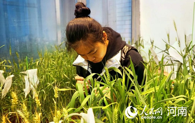 河南：做强小麦“芯片”助力端稳中国主粮饭碗