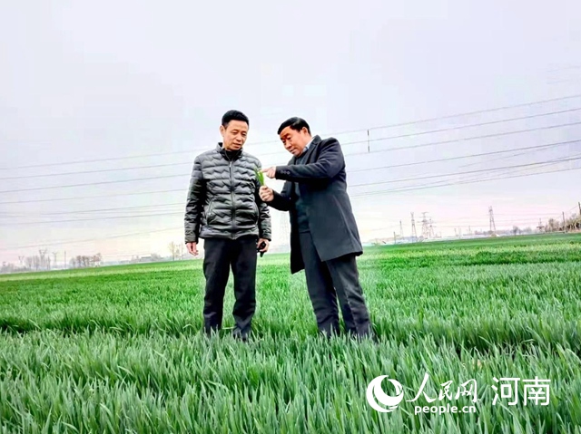 河南：做强小麦“芯片”助力端稳中国主粮饭碗