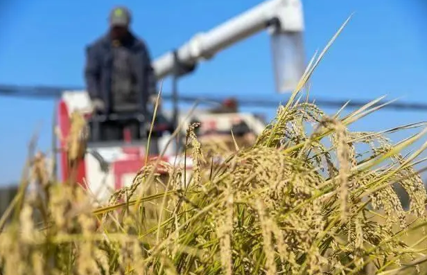 农业农村部要求各地排查毁麦情况:发现一起处理一起