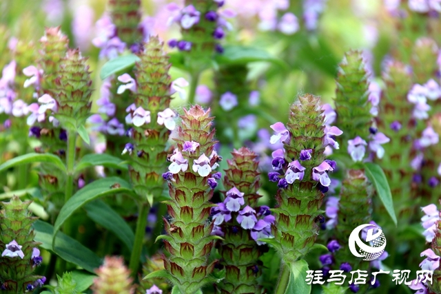 确山石滚河镇：“小草药”铺就乡村振兴“富民路”