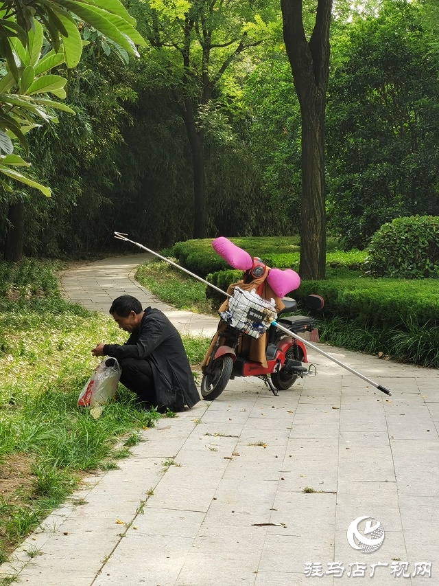 摘下的是枇杷  丢掉的是公德