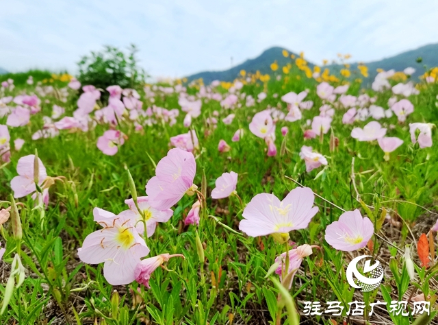 驻马店老乐山风景区：五月游花海 美景惹人醉