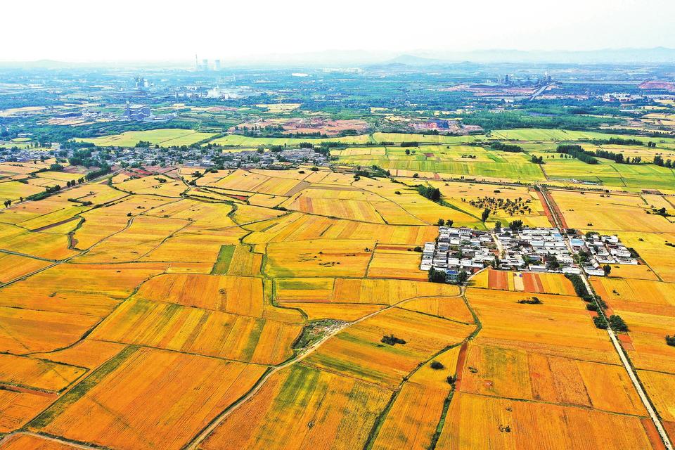 小麦覆陇黄