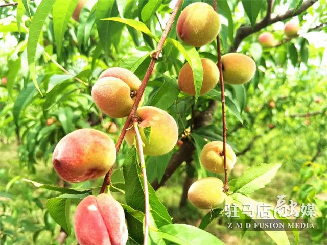 驻马店驿城区：特色种植富农家