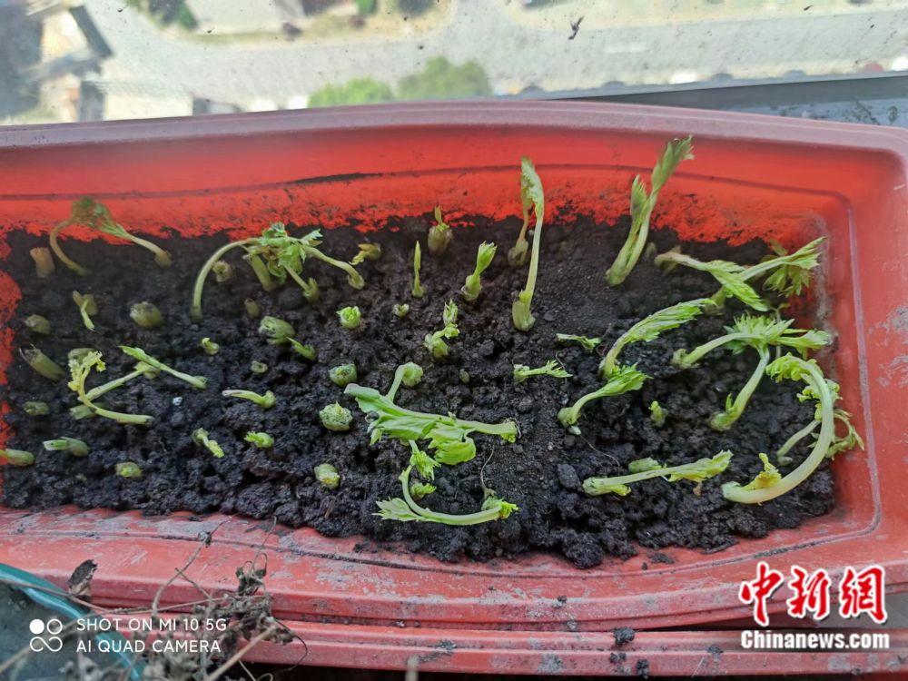 阳台种菜热背后：疫情教会了我们什么？