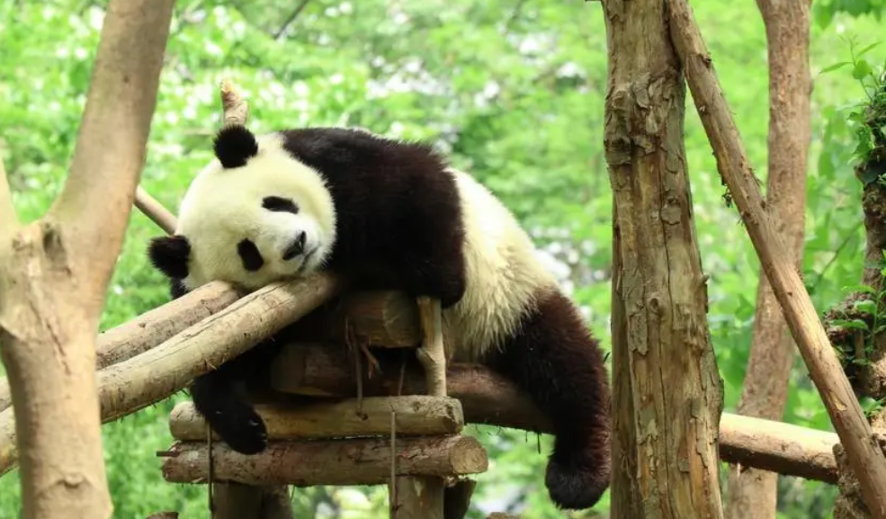摩擦摩擦！熊猫宝宝蹭痒痒有多可爱