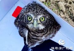 平舆县：警民接力救助受伤猫头鹰幼崽