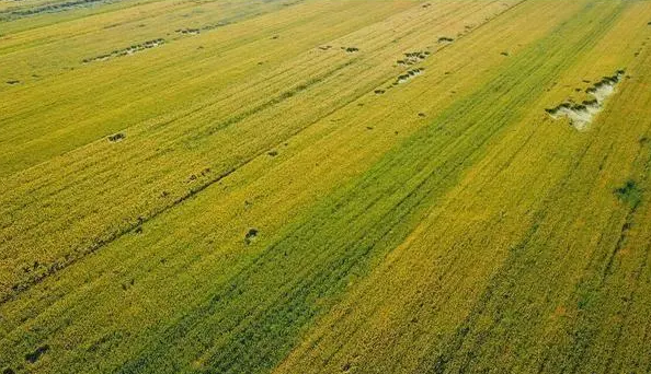 中国奶协：已停止收储口粮小麦作青贮饲料
