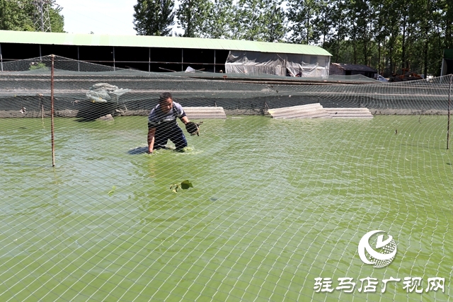 汝南县板店乡：水里捞出“金元宝”垃圾场变身“致富塘”