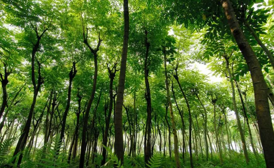 河南出新规：砍伐大树？问问公众同不同意