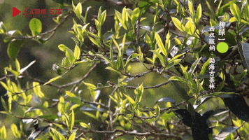 微信图片_20220523094215.gif