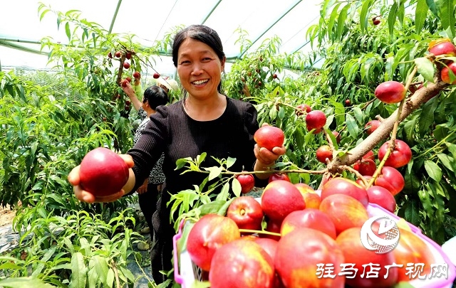 驻马店市驿城区蚁蜂镇：新鲜打卡地 油桃采摘季