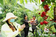 驻马店市驿城区蚁蜂镇：新鲜打卡地 油桃采摘季