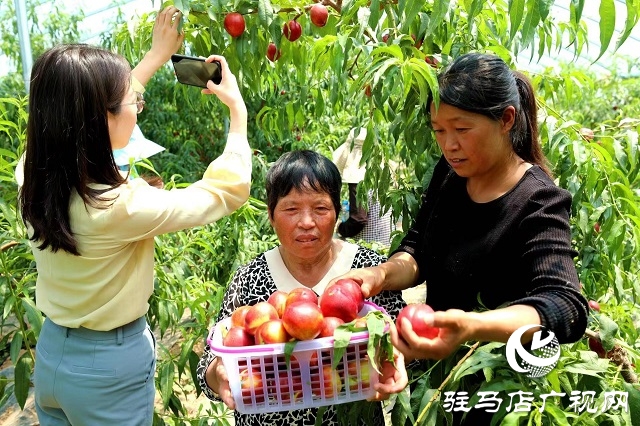 驻马店市驿城区蚁蜂镇：新鲜打卡地 油桃采摘季