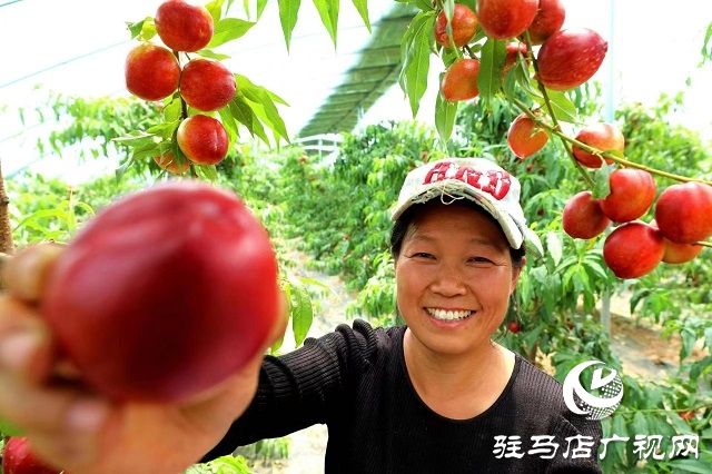 驻马店市驿城区蚁蜂镇：新鲜打卡地 油桃采摘季
