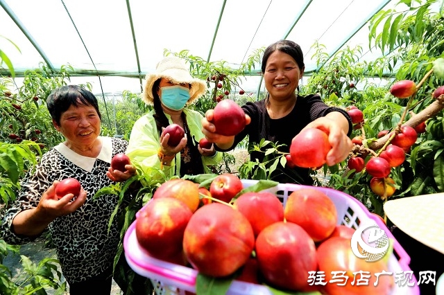 驻马店市驿城区蚁蜂镇：新鲜打卡地 油桃采摘季
