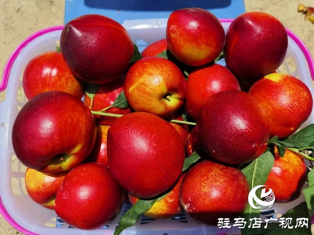 驻马店市驿城区蚁蜂镇：新鲜打卡地 油桃采摘季