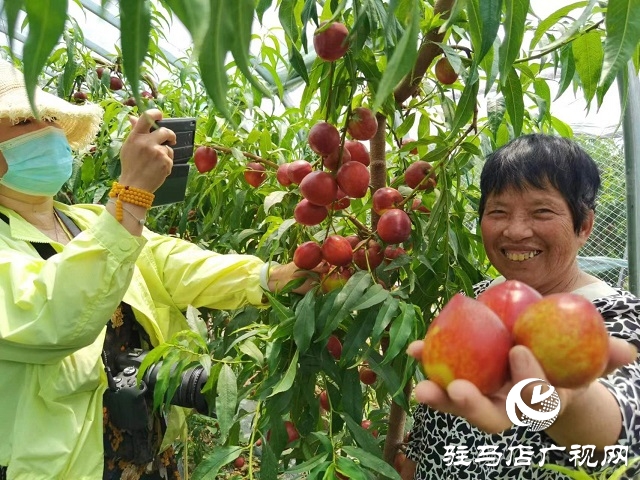驻马店市驿城区蚁蜂镇：新鲜打卡地 油桃采摘季