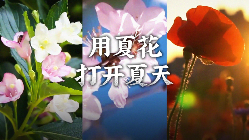 美！用夏花打开这个夏天