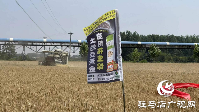 “撒成金药肥”创造高产新纪录——实测亩产1461.5斤