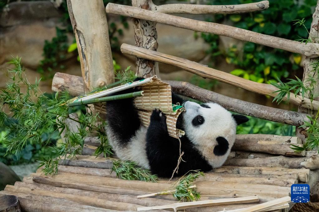 中国旅马大熊猫“靓靓”的第三只宝宝取名“升谊”
