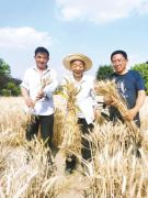 上蔡86岁老人“薅”收小麦为育种，6省推广种植超千万亩