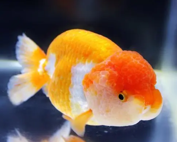 宠物还是威胁？放生金鱼或破坏生物多样性