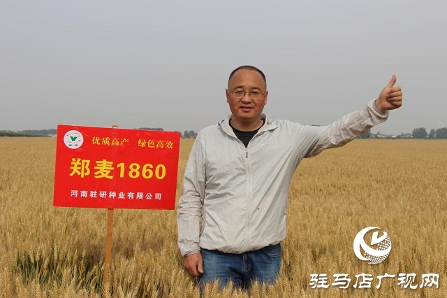 河南驻研种业：郑麦1860观摩会成功召开