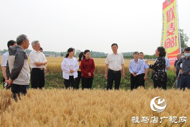 河南驻研种业：郑麦1860观摩会成功召开