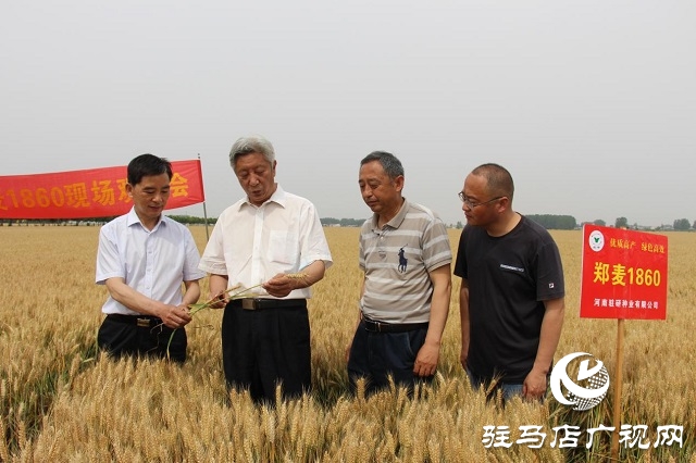 河南驻研种业：郑麦1860观摩会成功召开