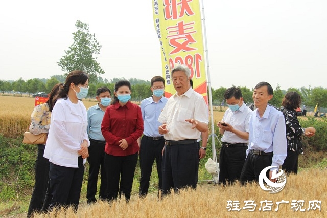 河南驻研种业：郑麦1860观摩会成功召开