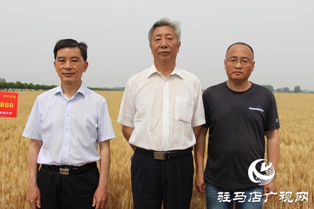 河南驻研种业：郑麦1860观摩会成功召开