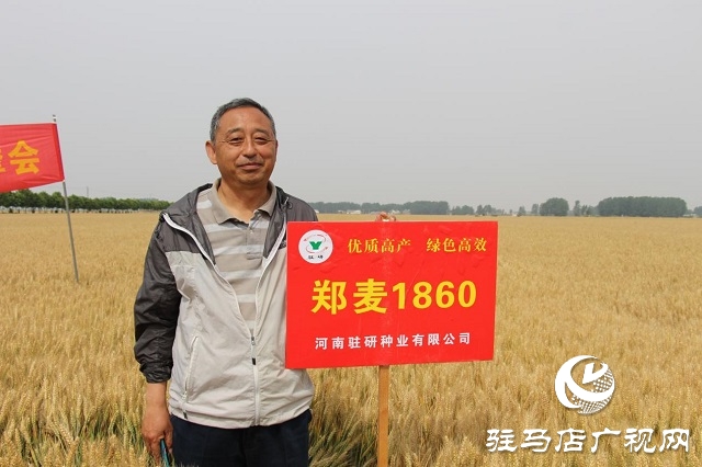河南驻研种业：郑麦1860观摩会成功召开