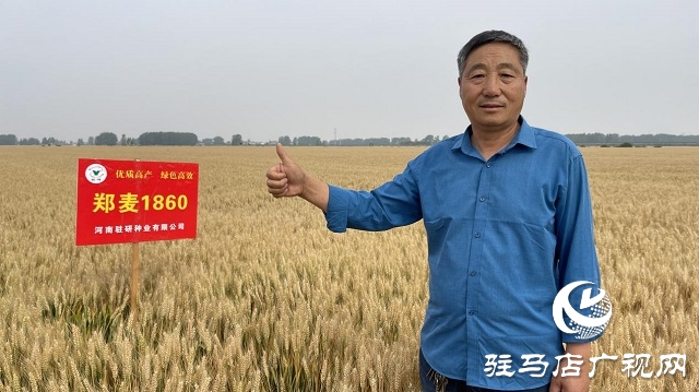 河南驻研种业：郑麦1860观摩会成功召开