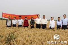 河南驻研种业：郑麦1860观摩会成功召开