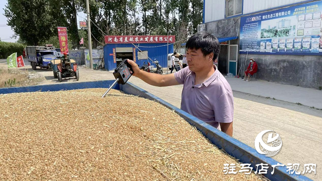 夏粮丰收：订单小麦丰产价好 农民卖粮热情高